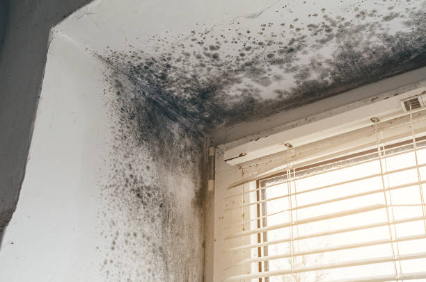 Trusted Crawl Space Mold Removal service in Somerset, NJ - Cheap Mold Removal